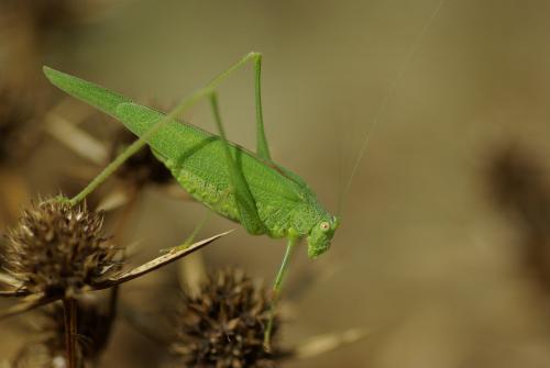 Phaneroptera nana